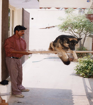 dog