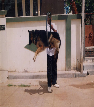 dog