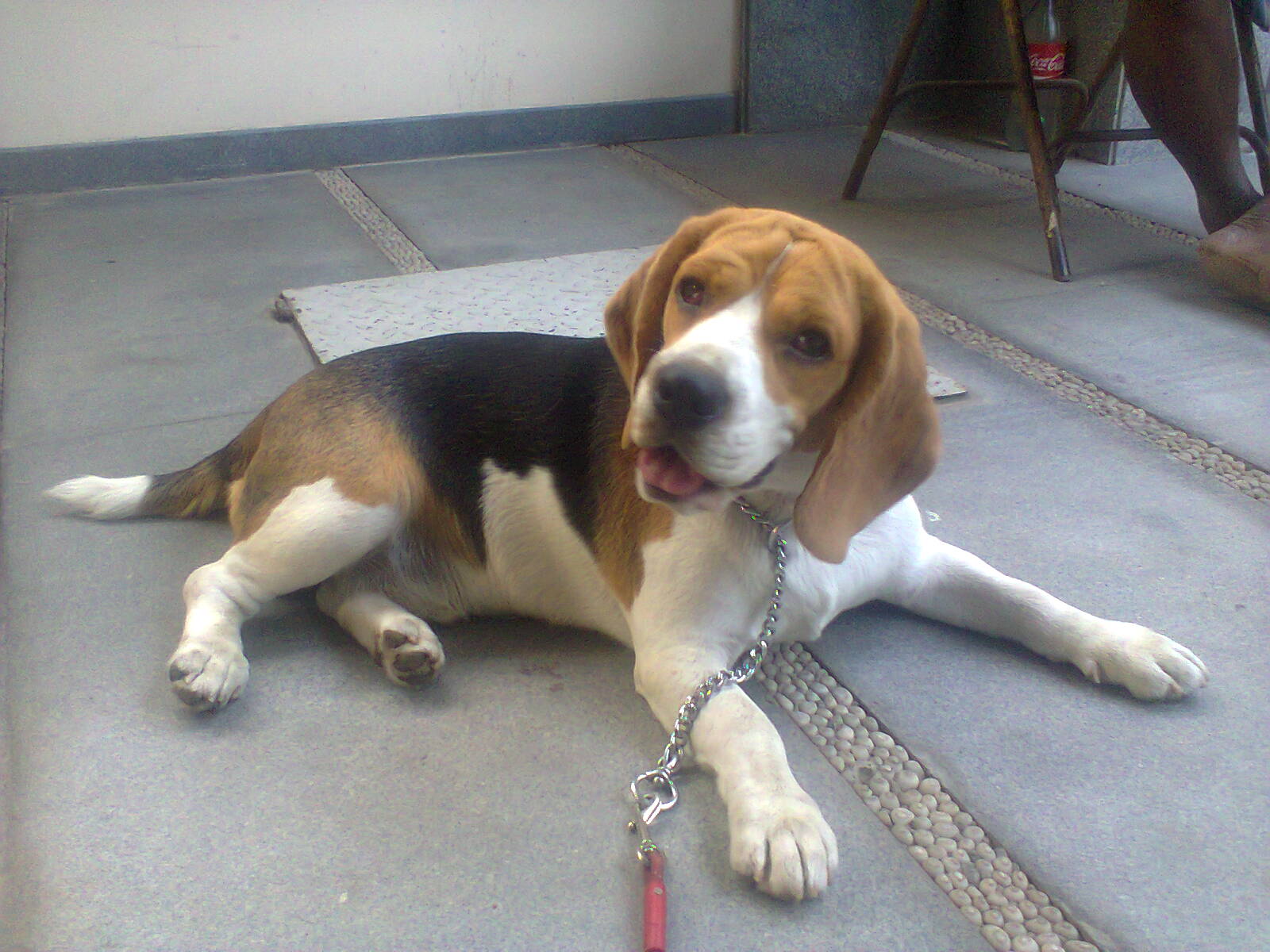 dog