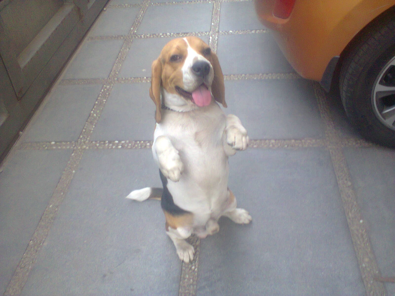dog