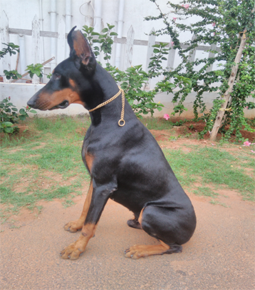 dog