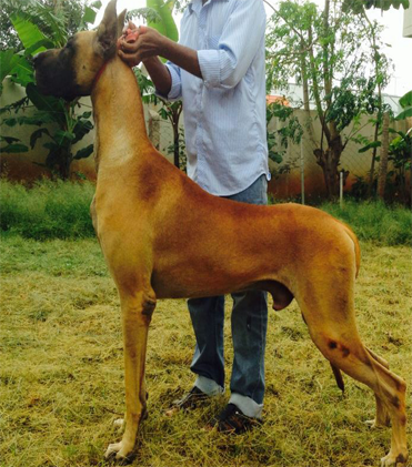 dog