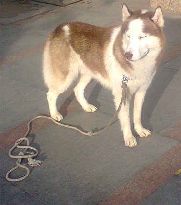 dog